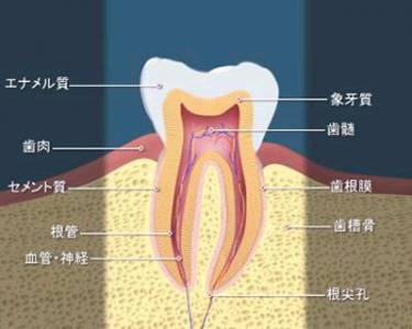 歯の構造図と各名称